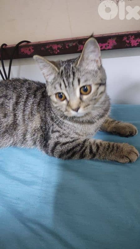 قطة للبيع 0