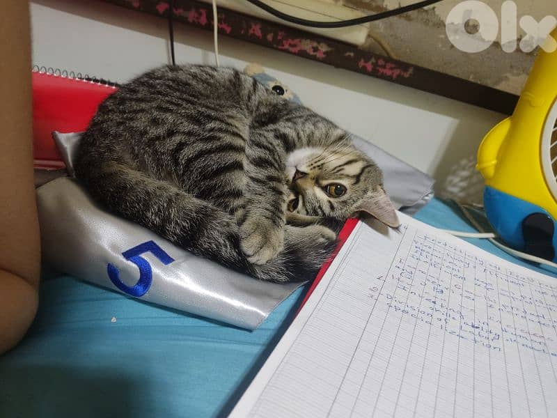 قطة للبيع 1