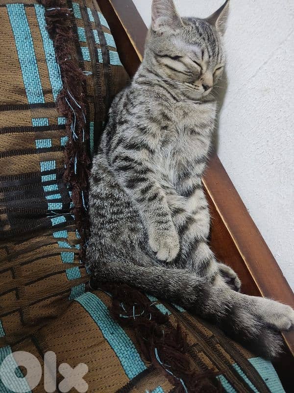 قطة للبيع 2