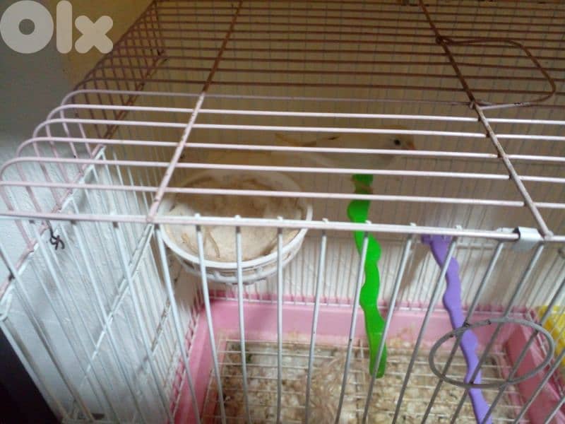 جوز كنارات جاهزين عل بيض 0