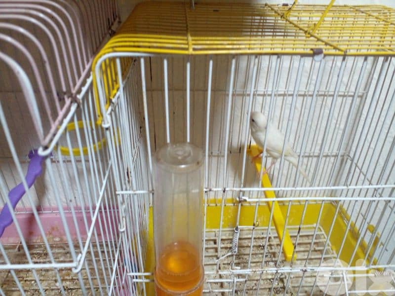 جوز كنارات جاهزين عل بيض 1