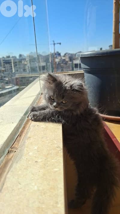 selling grey Nebelung kitten