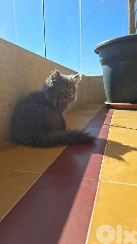 selling grey Nebelung kitten 0