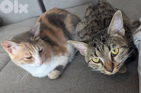 Two spayed female kittens (10 months, 14 months) and their gear/toys