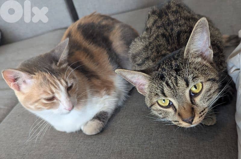 Two spayed female kittens (10 months, 14 months) and their gear/toys 0