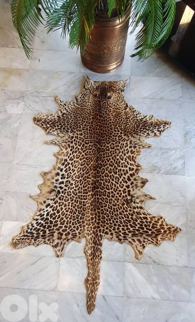cheeta geniune  leather original 175 cm