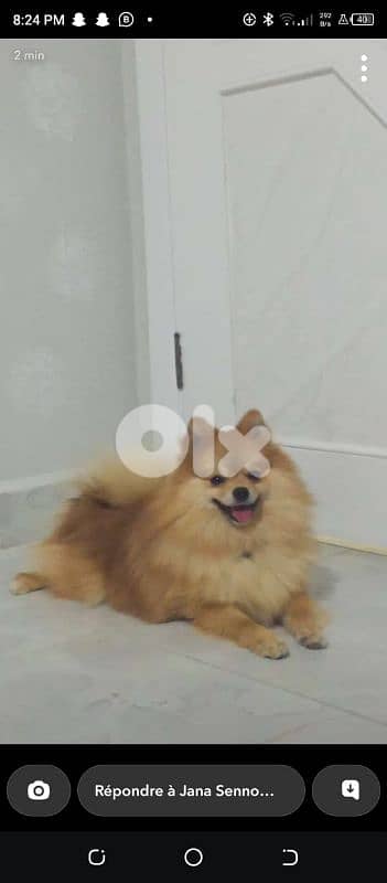 POMERANIAN DOG VACCINATED 0