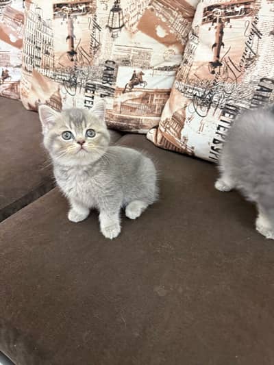 kitten for sale