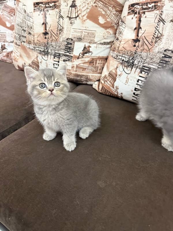 kitten for sale 1