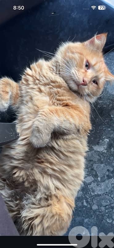 main coon mixed persian 500$ vaccinated 0