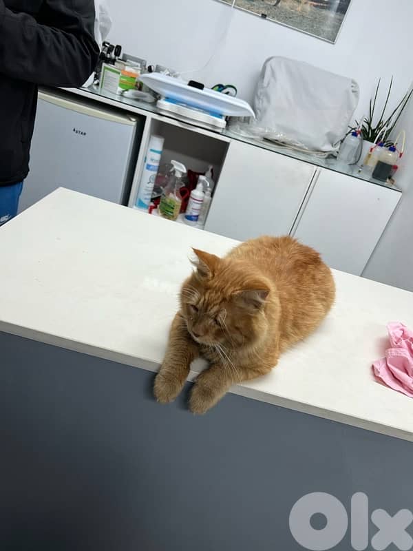 main coon mixed persian 500$ vaccinated 2