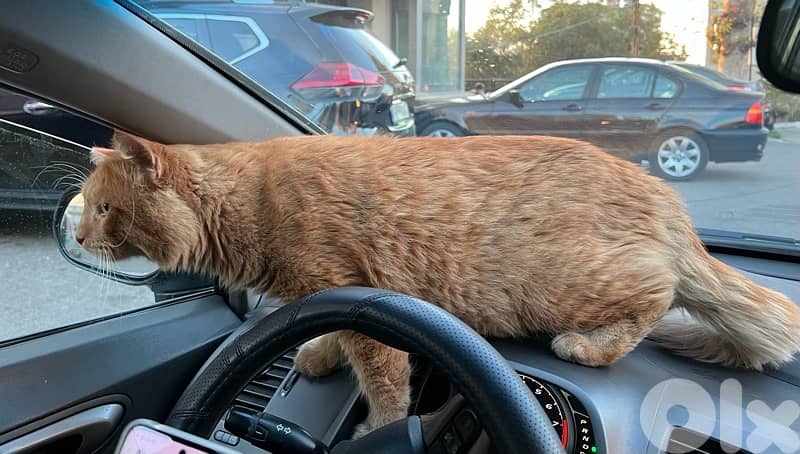 main coon mixed persian 500$ vaccinated 3