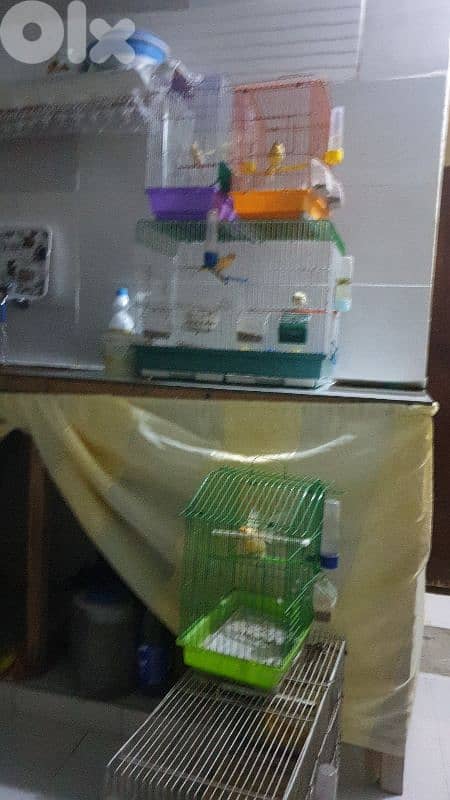 عكار العبدي 0