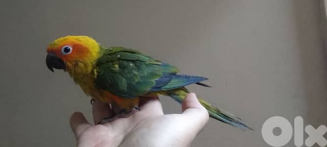 sun conure