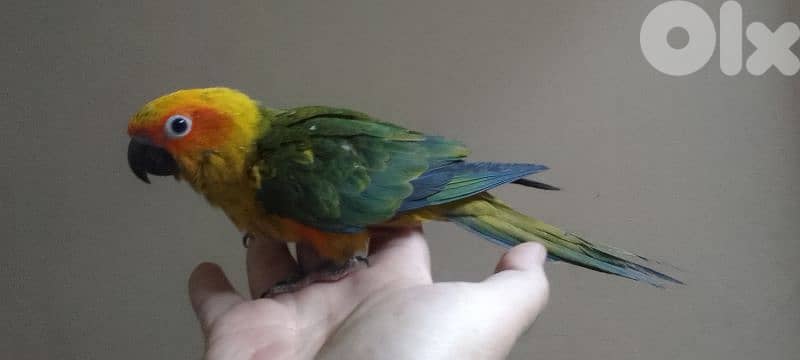 sun conure 1
