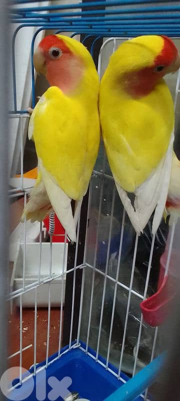 جوز روز لاتينو منتج أليفين 0