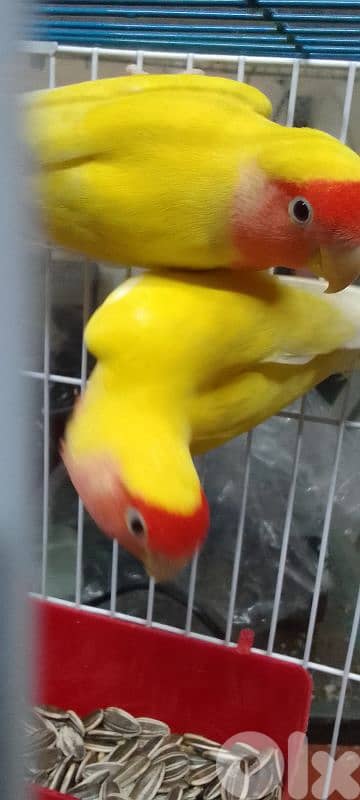 جوز روز لاتينو منتج أليفين 1