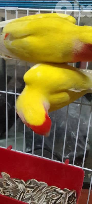 جوز روز لاتينو منتج أليفين 2