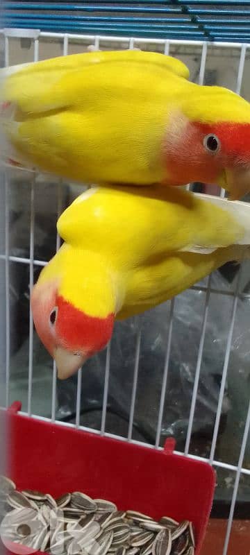 جوز روز لاتينو منتج أليفين 3