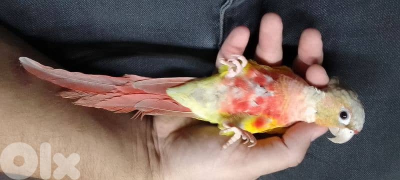 conure pineapple red-sided 0