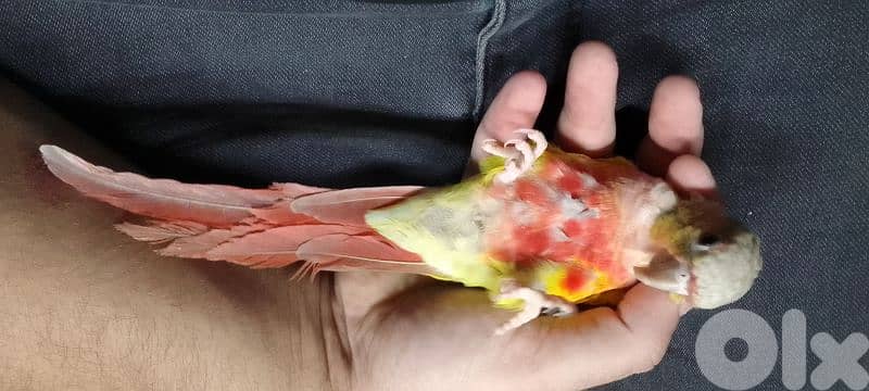 conure pineapple red-sided 1