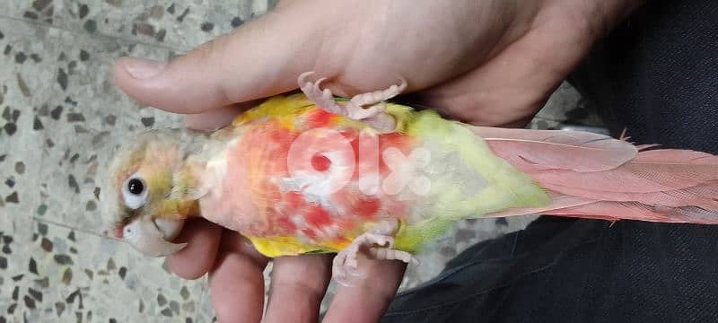 conure pineapple red-sided 2