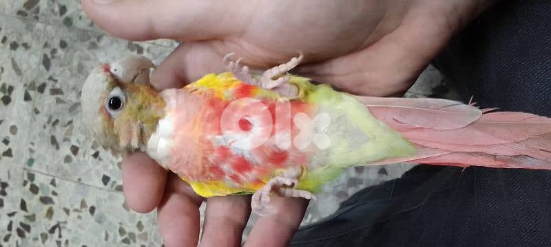 conure pineapple red-sided 3