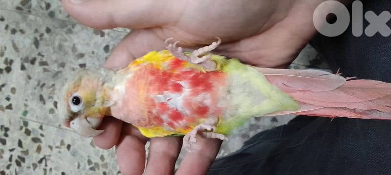 conure pineapple red-sided 4