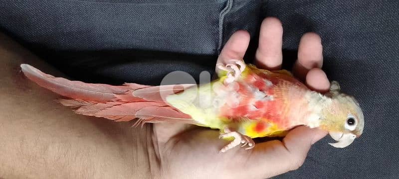 conure pineapple red-sided 5