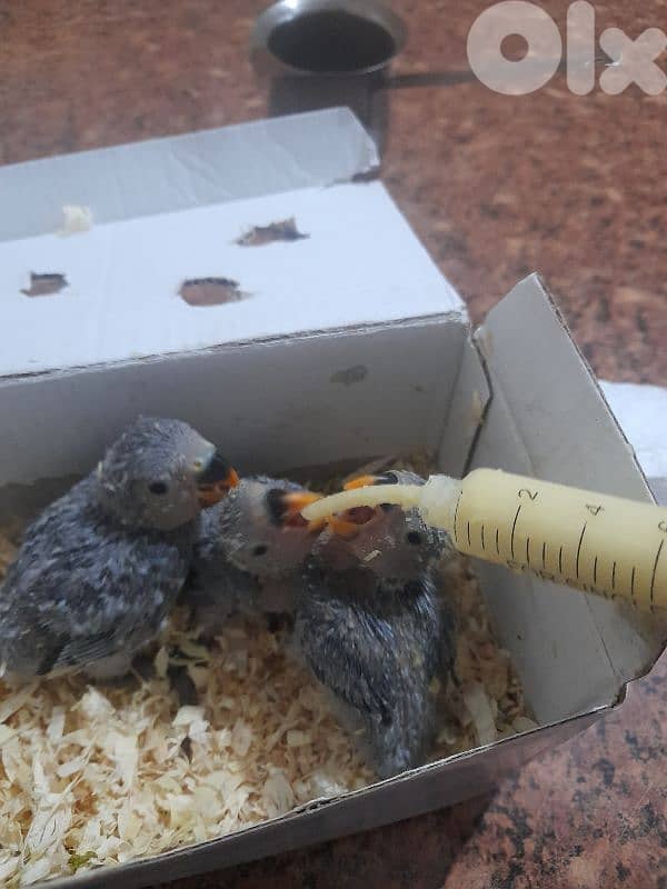 بيروت او الجنوب 0