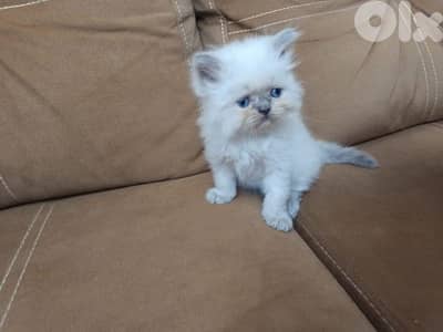 male Himalayan cat 3omro 55 yom. Whatsapp 70345174
