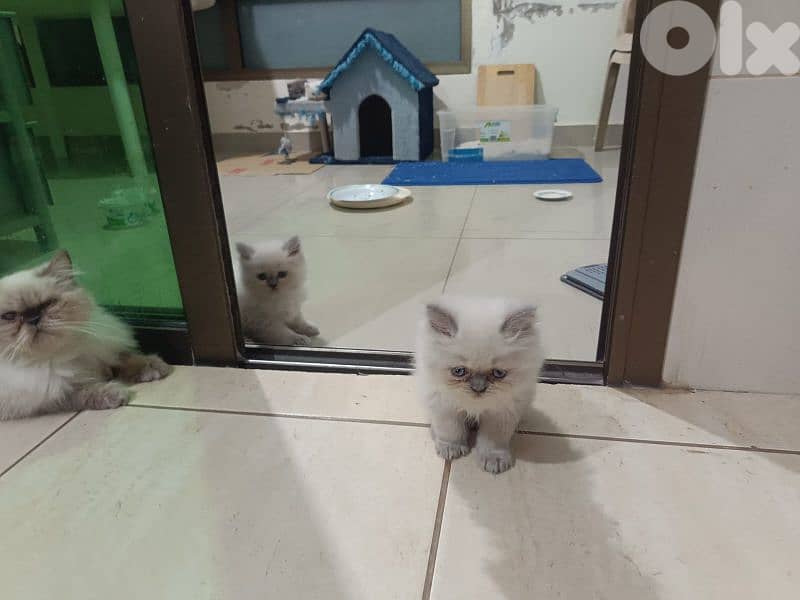 male Himalayan cat 3omro 55 yom. Whatsapp 70345174 1