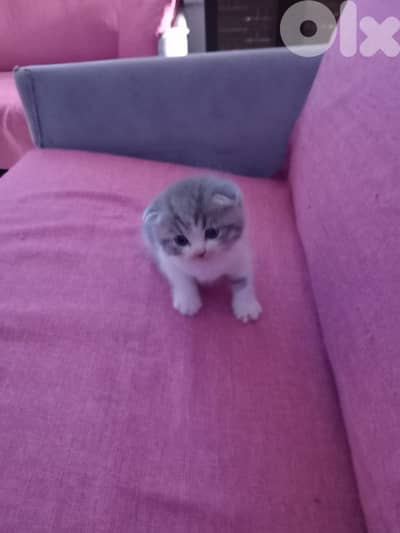 برج البراجنة نزلة عين الدلبي