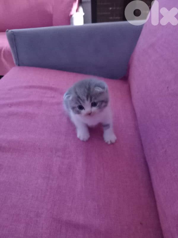 برج البراجنة نزلة عين الدلبي 0