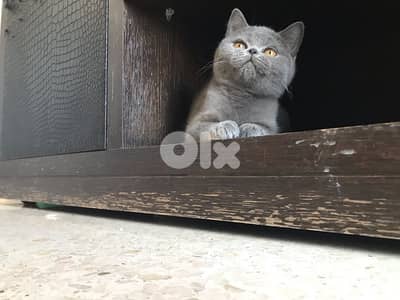 British pure short hair kitten available whatsapp +35799882517