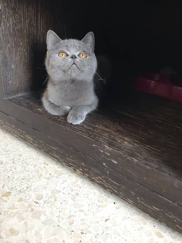 British pure short hair kitten available whatsapp +35799882517 1