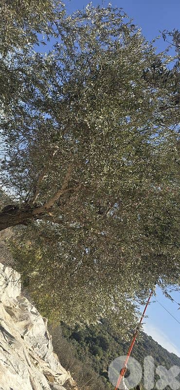 oilive oil galon - زيت زيتون 1