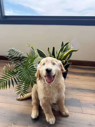 Pure Golden Retriever Puppies – 2 Months Old