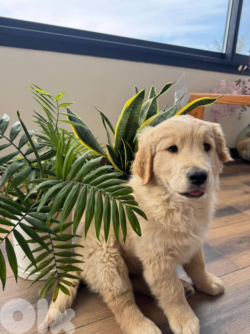Pure Golden Retriever Puppies – 2 Months Old 2