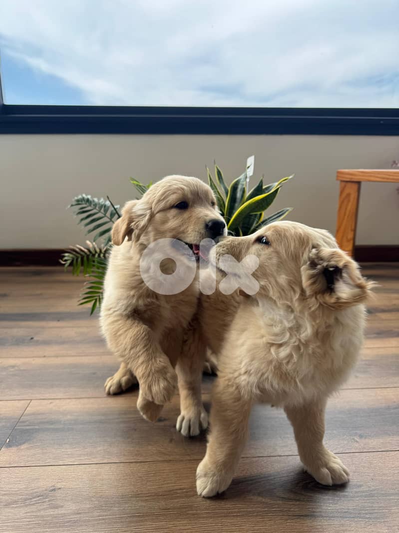 Pure Golden Retriever Puppies – 2 Months Old 3
