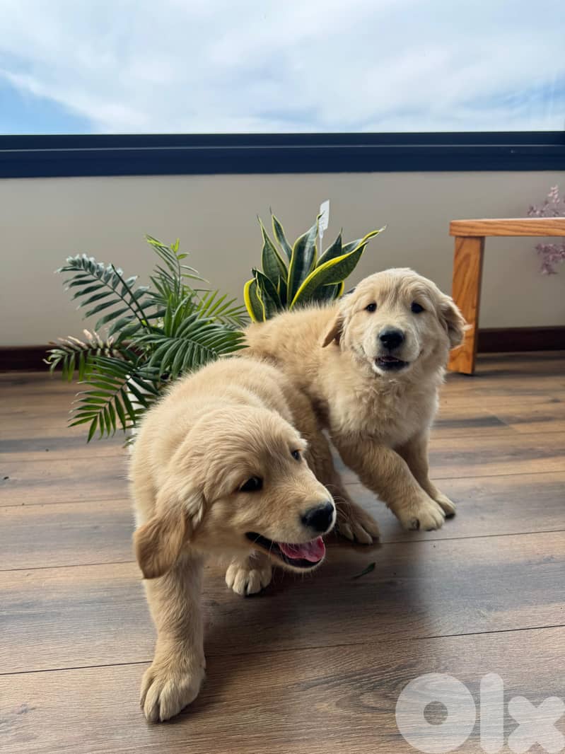 Pure Golden Retriever Puppies – 2 Months Old 4
