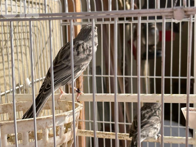 كنرات غولستر و أغات و موزيك وبلدي ومناديق 0