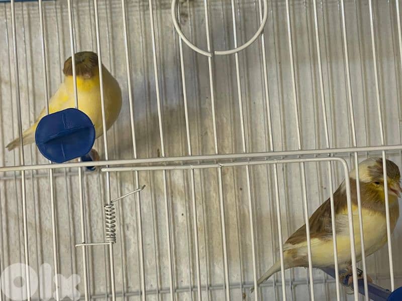 كنرات غولستر و أغات و موزيك وبلدي ومناديق 1