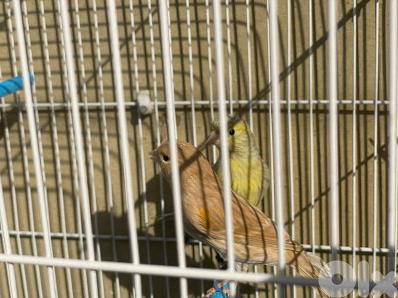 كنرات غولستر و أغات و موزيك وبلدي ومناديق 2