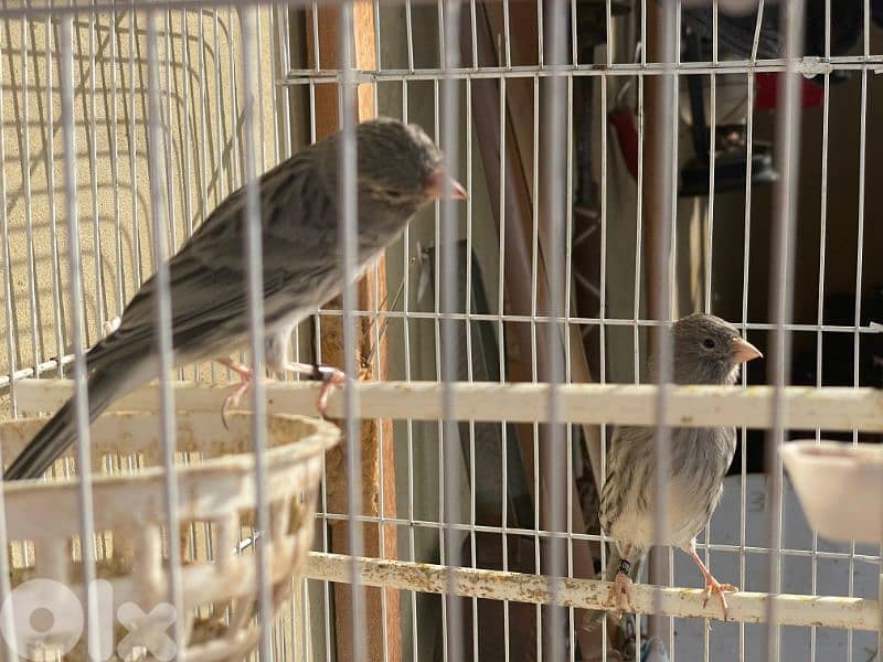 كنرات غولستر و أغات و موزيك وبلدي ومناديق 3