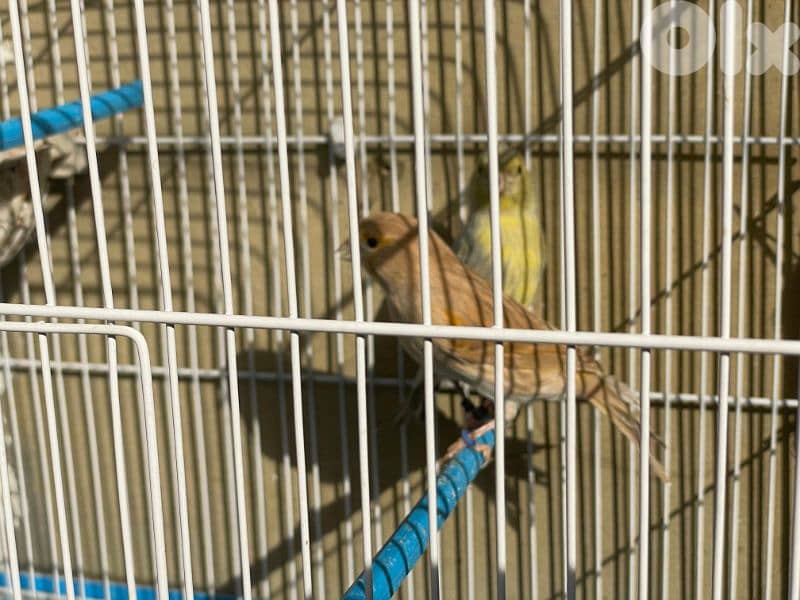 كنرات غولستر و أغات و موزيك وبلدي ومناديق 4