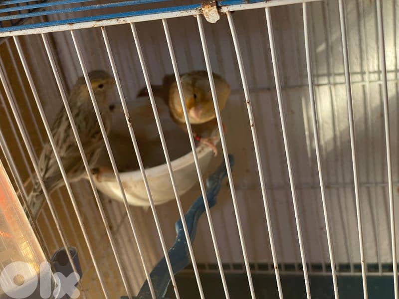 كنرات غولستر و أغات و موزيك وبلدي ومناديق 5