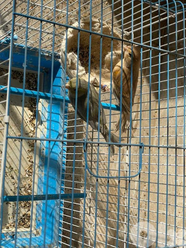 كنرات غولستر و أغات و موزيك وبلدي ومناديق 7