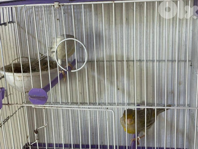 كنرات غولستر و أغات و موزيك وبلدي ومناديق 9