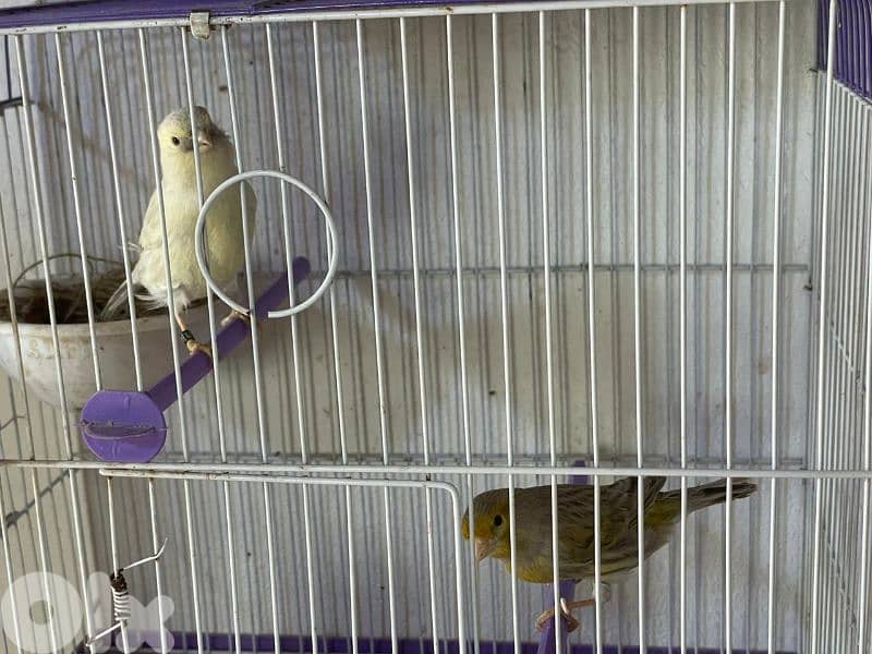 كنرات غولستر و أغات و موزيك وبلدي ومناديق 10